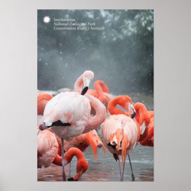 Affiches Smithsonian | Flamants roses Dans La Neige (Devant)