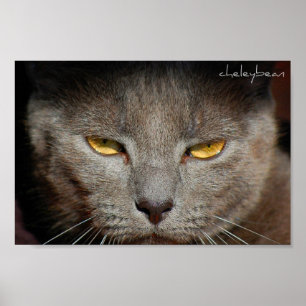 Affiches Smokey l'affiche de chat