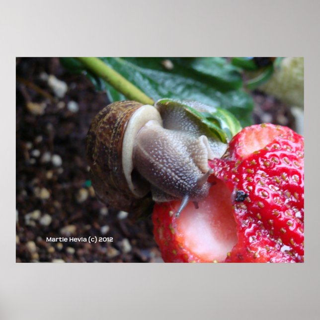 Affiches Snail Eats fraise (Devant)