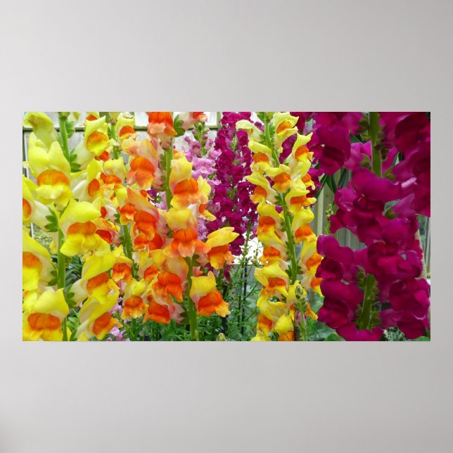 Affiches Snapdragons colorés floraux (Devant)
