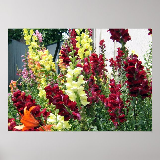 Affiches Snapdragons de fusées gras (Devant)