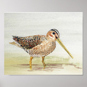 Affiches Snipe commun