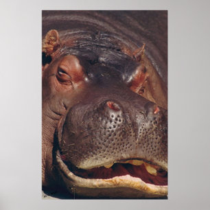 Affiches Snooing Hippopotamus Portrait