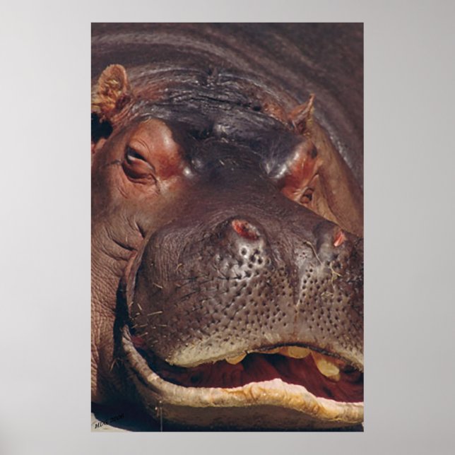 Affiches Snooing Hippopotamus Portrait (Devant)