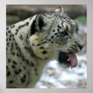 Affiches Snow Leopard