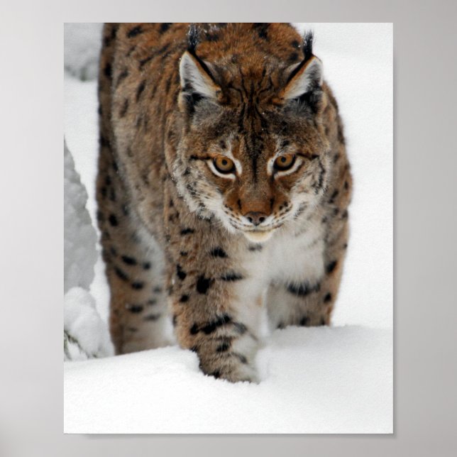 Affiches Snow Lynx (Devant)