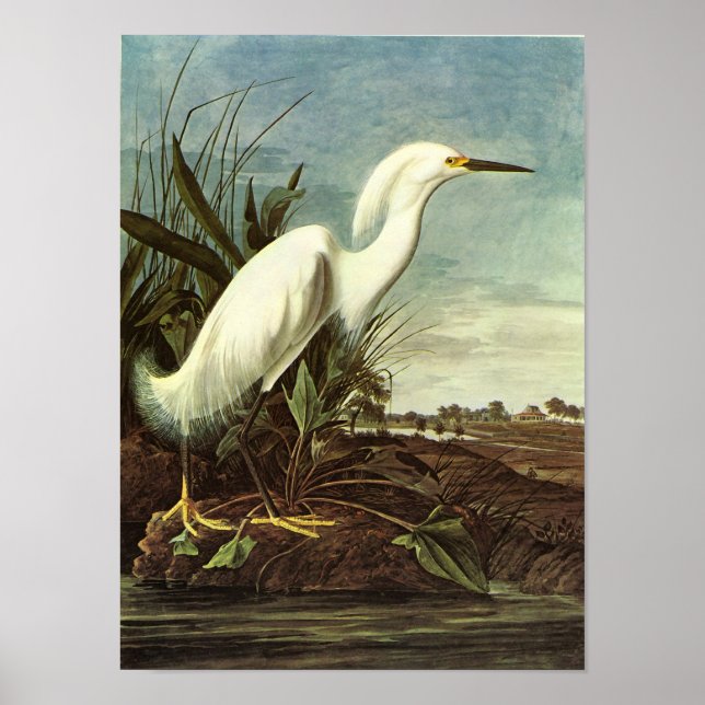 Affiches Snowy Egret, John James Audubon (Devant)