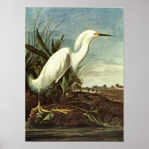 Affiches Snowy Egret, John James Audubon