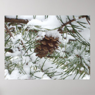 Affiches Snowy Pine Cone I
