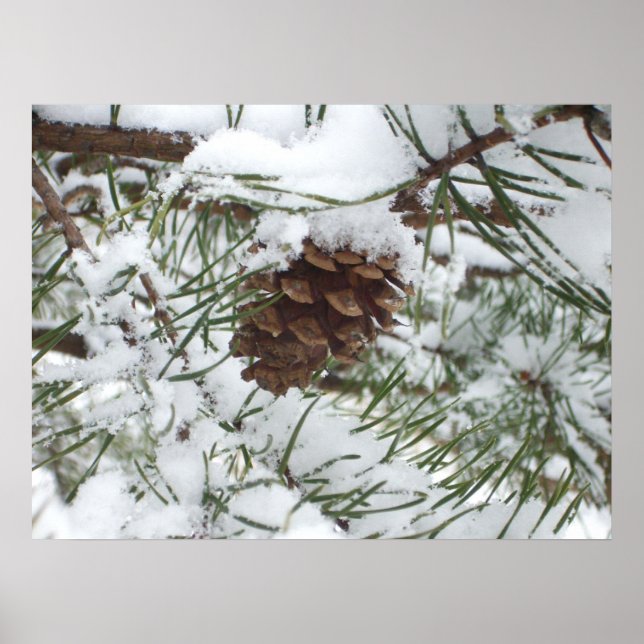 Affiches Snowy Pine Cone I (Devant)