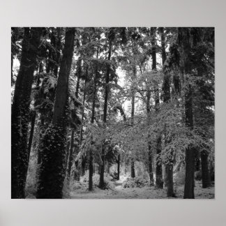 Affiches Snowy Woods