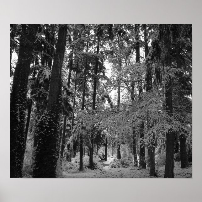 Affiches Snowy Woods (Devant)