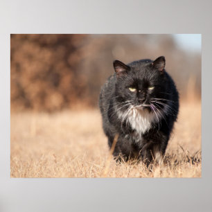 Affiches Soigné d'apparence moyenne