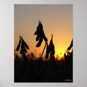 Affiches Soja au coucher du soleil