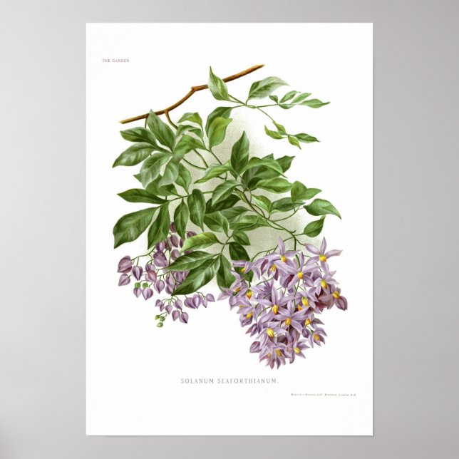 Affiches Solanum seaforthianum (Devant)