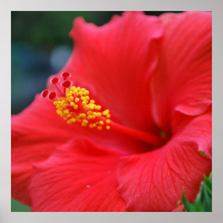 Affiches Soleil des Hibiscus