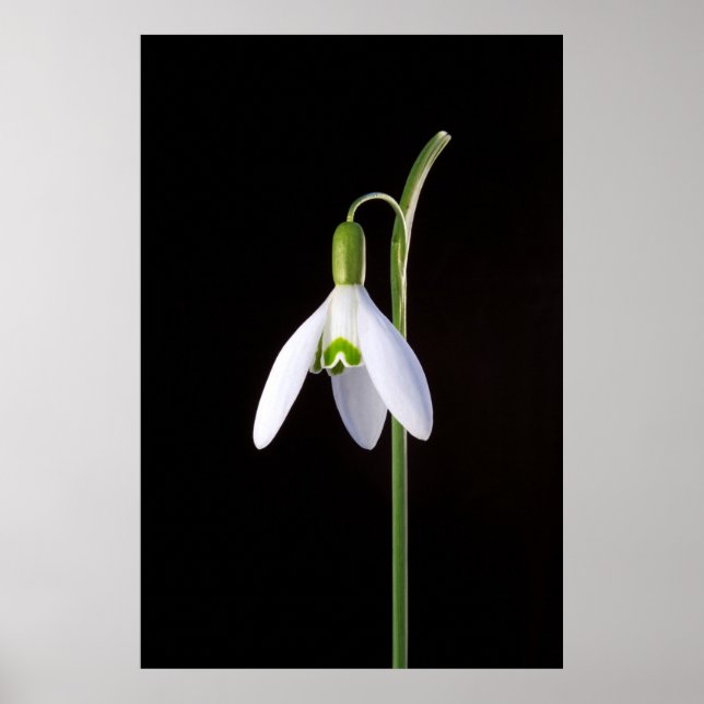 Affiches Solo Perinfection (Devant)