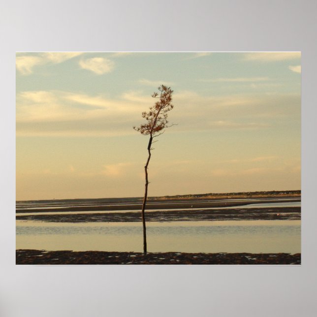 Affiches Solo Tree sur Cape Cod Beach Photo (Devant)