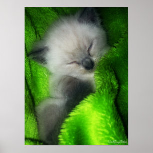 Affiches Sommeil Kitty