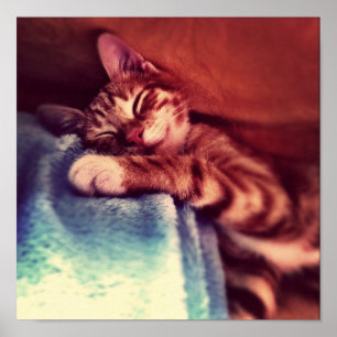 Affiches Sommeil mignon de chaton