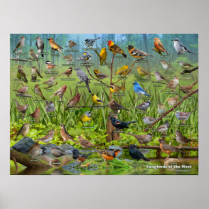 Affiches Songbirds de l'Ouest