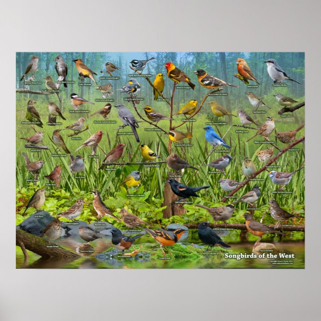 Affiches Songbirds de l'Ouest (Devant)