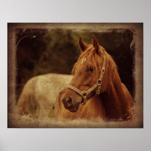 Affiches Sorrel Horse