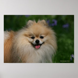 Affiches Sourire de Pomeranian