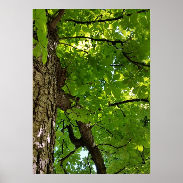 Affiches sous l'arbre (Devant)