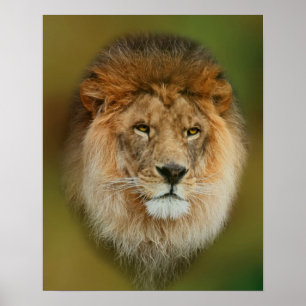 Affiches South Africa Majestic Lion Close up