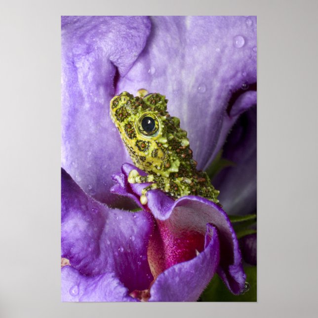 Affiches Southeast Vietnam. Close-up of mossy tree frog (Devant)