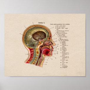 Affiches Spanish Vintage Anatomy Print Skull Spine