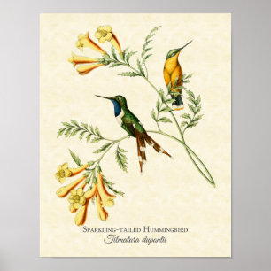 Affiches Sparkling Tailed Hummingbird Art Print