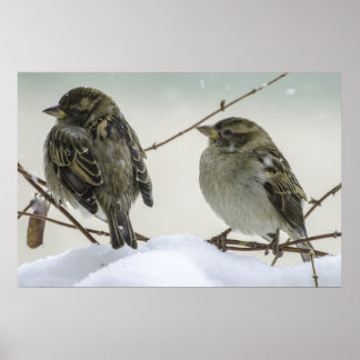 Affiches Sparrows In Winter