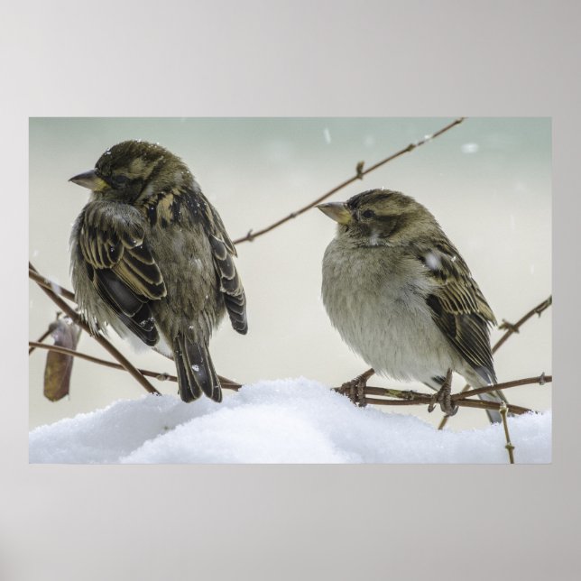 Affiches Sparrows In Winter (Devant)