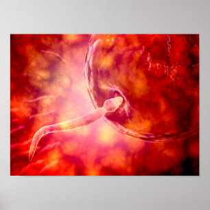 Affiches Sperme Reproductif Homme Entrant Dans L'Oeuf