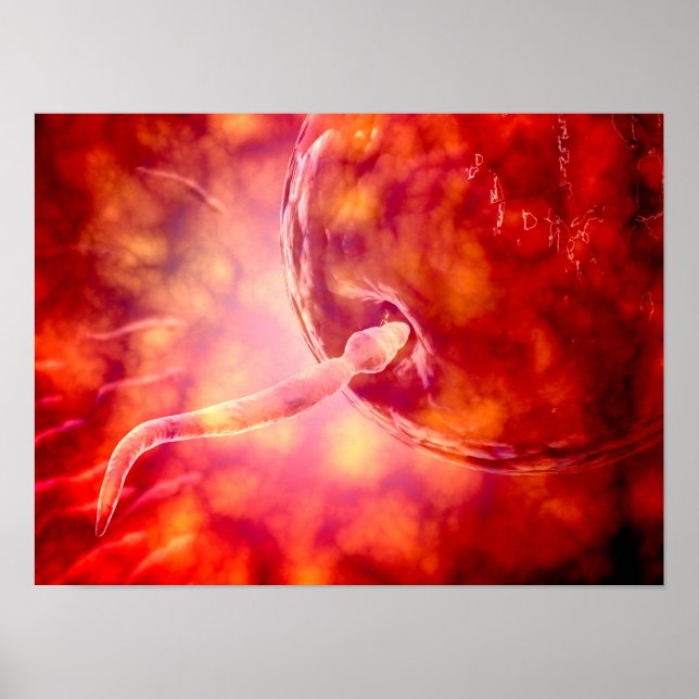 Affiches Sperme Reproductif Homme Entrant Dans L'Oeuf (Devant)