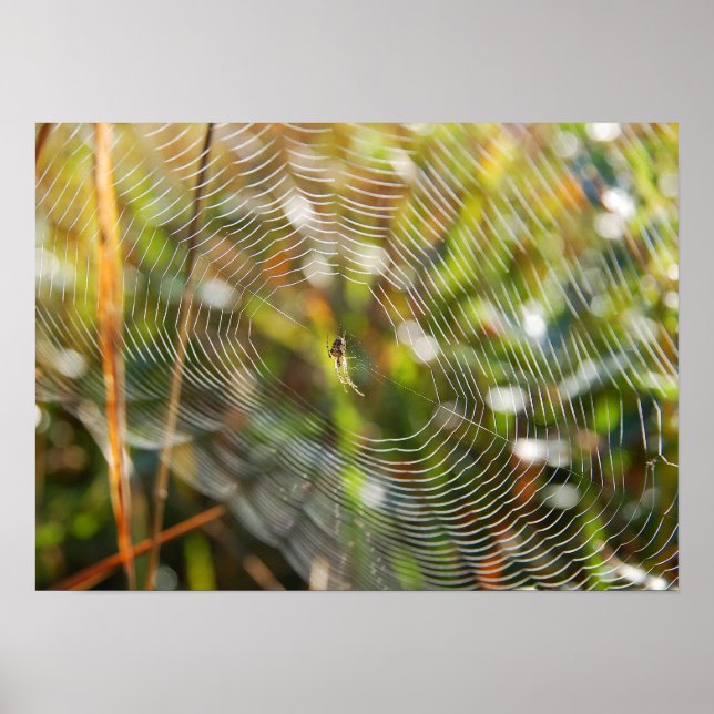 Affiches Spider Web (Devant)
