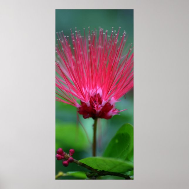 Affiches Spikes roses (Devant)