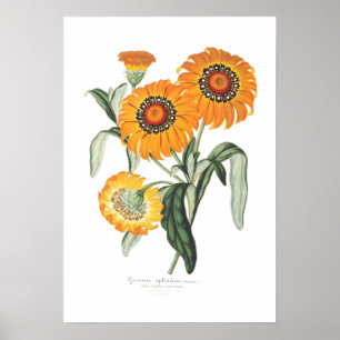 Affiches Splendens de Gazania