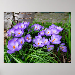 Affiches Spring Crocus