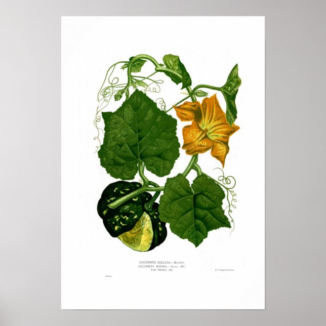 Affiches Squash (Devant)