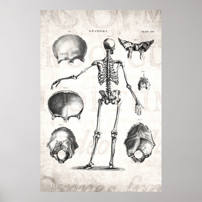 Affiches Squelette d'antiquité squelette des années 1800 vi (Devant)