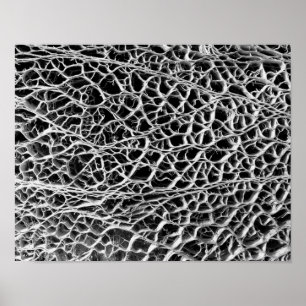 Affiches Squelette de cactus