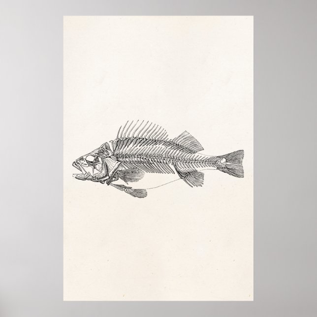 Affiches Squelette de poisson perche vintage - Modèle de po (Devant)