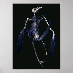 Affiches Squelette d'oiseau