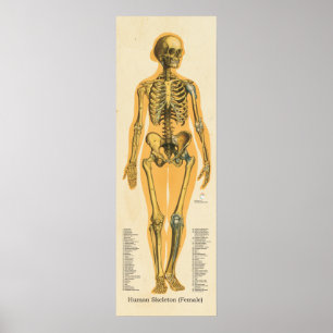 Affiches Squelette humain Anatomie des os Graphique Femme