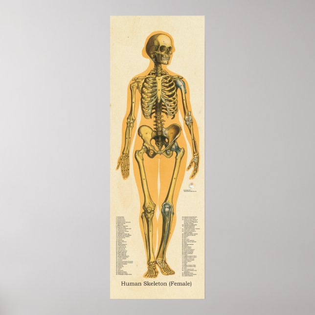 Affiches Squelette humain Anatomie des os Graphique Femme (Devant)