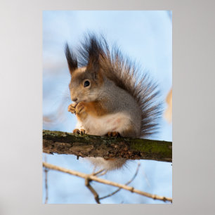 Affiches Squirrel