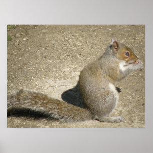 Affiches Squirrel Feeding Time Print